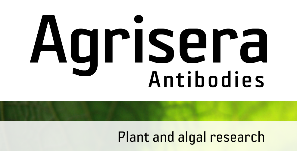 Agrisera MicroRNA相關(guān)研究植物蛋白抗體火熱促銷中！